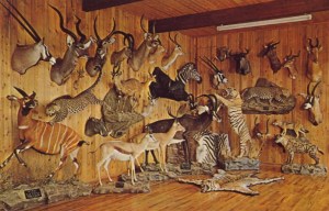 Many of these hunting trophies in this room are probably now considered endangered species. This is kind of like a zoo, except all the animals are dead, stuffed, and mounted.
