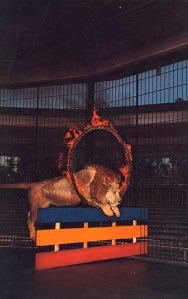 Of course, a lion could never have done this nowadays thanks to the animal rights groups who see this as cruel. But it was entertainment.