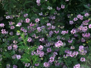 4716317003_293573cb4a_z