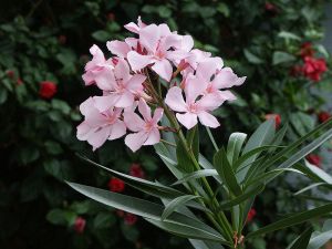 800px-20080311_Nerium_Oleander_Flowers