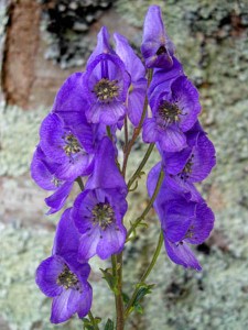 Aconitum_carmichaelii_'arendsii'_1