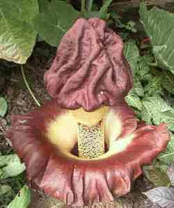 amorphophallus