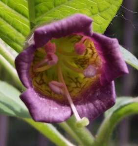 Atropa_belladonna_003.3
