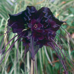 BlackBatFlower