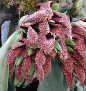 bulbophyllum_sized