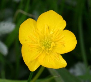 CreepingButtercup_GrobyPool_10May08