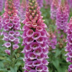 digitalis-purpurea-candy-mountain