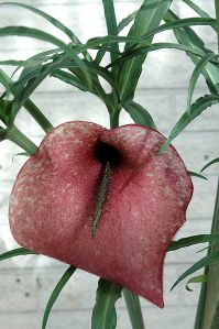 Dracunculus_muscivorus