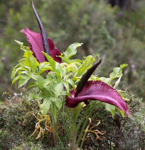dracunculus_vulgaris_sized