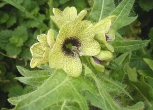 henbane-stinking-nightshade