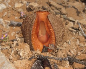 hydnoraafricana_sized