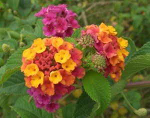 Lantana_camara_flowers_2