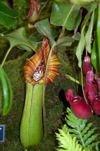 Nepenthes truncata on exhibit 2