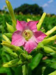 Nicotiana_tabacum_004
