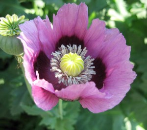 Opium Poppy
