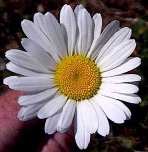 oxeye