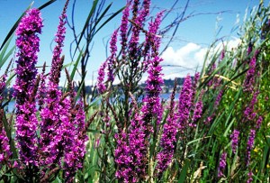 purple_loosestrife_flowers
