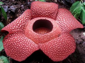 Rafflesia_arnoldi_2013-12-31_21-48