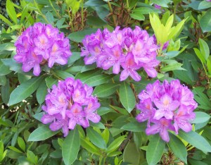 Rhododendron_ponticum