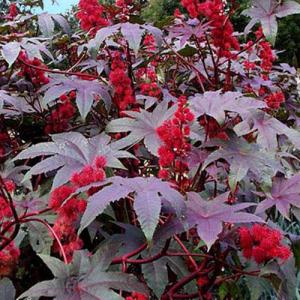 RICINUS COMMUNIS RED GIANT