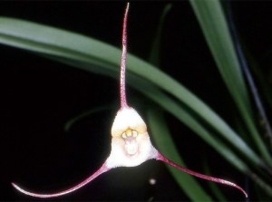 scary-plants-halloween-garden-dracula_2a3b9084b64e6c11275299d2e421b16d_3x2_jpg_570x380_q85