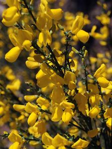 SH03L325YARDSMART_lg