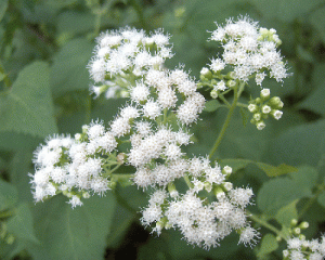 snakeroot