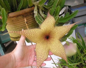 stapelia_gigantea_sized