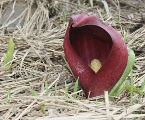 Symplocarpus_foetidus_in_Mount_Nōgōhaku_2