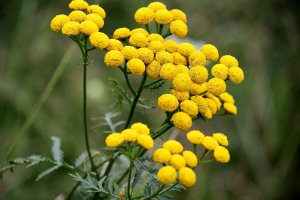 tansy_flower_by_hitana87-d3q8jnu
