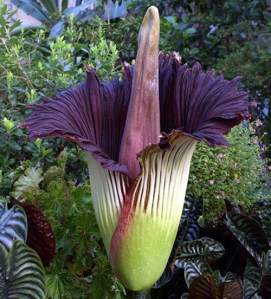 titan_arum_sized
