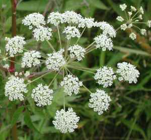 wfshl-waterhemlock-01a