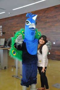 Then again, peacocks kind of have a lot in common with a lot of college athletes. I mean girls love them and have a tendency for being vain, arrogant, strut around to attract ladies, and sometimes quite vicious. Yet, I'm not sure an animal whose feathers we use in women's hats is a good idea for a school mascot.