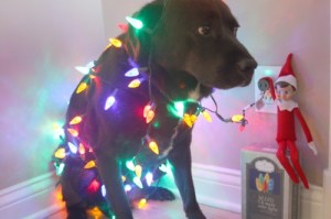 However, I'm not sure decorating the dog with Christmas lights is what the Griswolds have in mind. Also, it seems like Jake might be in fear of getting electrocuted. Yet, I'm not sure if he could sit still.