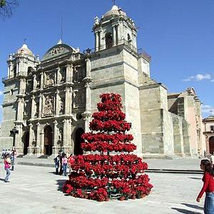 Mexico is also the native range of the Poinsettia which is the standard flower for Christmas. This became incorporated in the US traditions around the time of the Mexican War.
