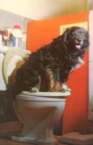 I bet that any dog owner would rather teach their dog to go on the toilet than have it drink from there. I wonder if this potty animal knows how to flush.