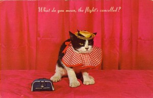 Of course, the hat and picnic table cloth don't help matters either. Still, this is probably the original Grumpy Cat. And boy, is he grumpy about his flight being cancelled.