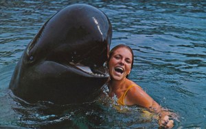 This is probably a false killer whale which is also used in aquariums and kept in captivity. However, unlike the Orca, there are no campaigns concerning the captivity of these creatures since they're not studied as much and have a population that's much more endangered. This may especially true in Hawaii where they're most frequently seen.