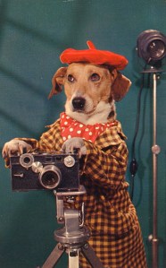 Of course, Sparky has no trouble with focus and concentration. That is, unless he spots a squirrel or piece of meat. Then it's just downhill from there.