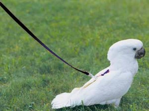 Now your feathered friend can enjoy the great outdoors without flying away with this bird harness. If your bird needs exercise, why don't you just let it fly around the house (with the doors closed of course)?