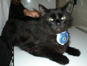 Now this camera allows to see what your pet sees. Unfortunately, it results in a bunch of blurry shots of food bowls, floors, and other pets' behinds.