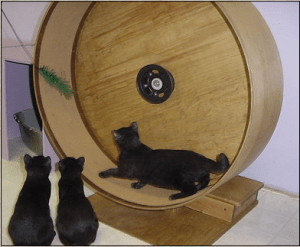 It's like a hamster wheel, except that it's huge and serves no real purpose. Seriously, it's said you have to distract your cat with a cat toy to get it in this thing. Yeah, $100 isn't worth it.