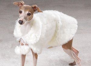 Seriously, dogs already come equipped with a fur coat from the time they're born. So why would anyone want to spend so much money on a doggie fur coat is mind boggling to me. 