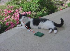 This contraption is supposed to throw your kitty off balance if it should try to jump over the fence. Yeah, it's one of those outdoor torture devices you hear about. It's like attaching a cinder block to a toddler.