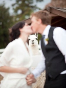 This would've been perfect if the groom in question was Napoleon Dynamite. Still, the llama's presence really kills the mood here. Perhaps getting married at a llama farm isn't a good idea.
