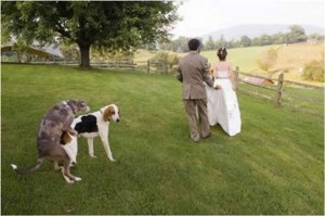 Yes, two dogs humping each other can really ruin an idyllic, fairy tale wedding photo. And they really don't give a shit if you have to see it. Really, they have no conception of privacy.