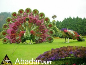 This is from a botanical gardens in Iran from what I can see. Nevertheless, these peacocks wouldn't have colors like that in the wild.