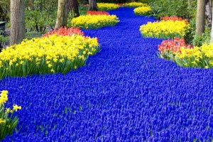 Now this garden only consists of daffodils, tulips, and violets. Still, a rather beautiful sight if you think about it.