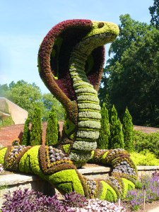 This is a flower sculpture of a cobra at a botanical garden in Atlanta. Nevertheless, while snakes are best avoided, they tend to be a necessary evil when it comes to gardening, especially when it comes to vegetables. Seriously, they eat the critters who would munch on your peonies any day of the week.