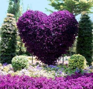 Of course, this is probably in a botanical garden and erected from the ground. But it's nonetheless beautiful, especially since it's purple.